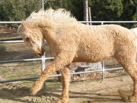 The Bashkir Curly Horse